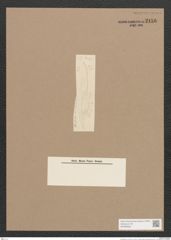 Pleurosigma sp. (de-Toni-Nr.: Genus 13) Zeichnungen Sammlung Grunow Nr. 2156 (NHMW-BOT-W0369208)